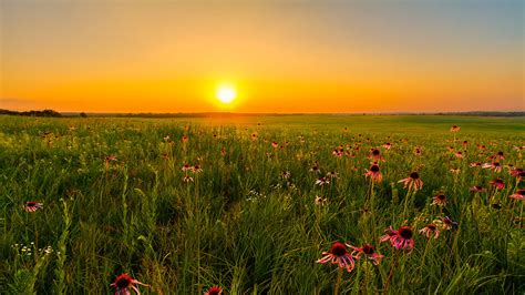 kahulugan ng prairie|Prairie Definition & Meaning .